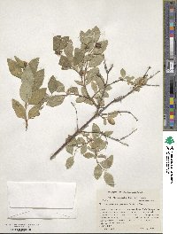 Symphoricarpos occidentalis image