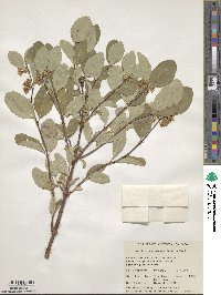 Symphoricarpos occidentalis image