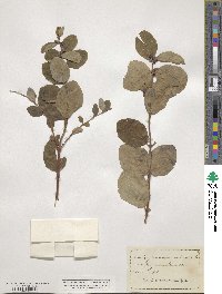 Symphoricarpos occidentalis image