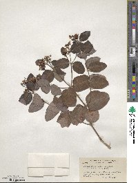 Symphoricarpos occidentalis image