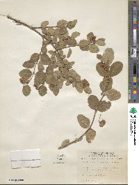 Symphoricarpos occidentalis image