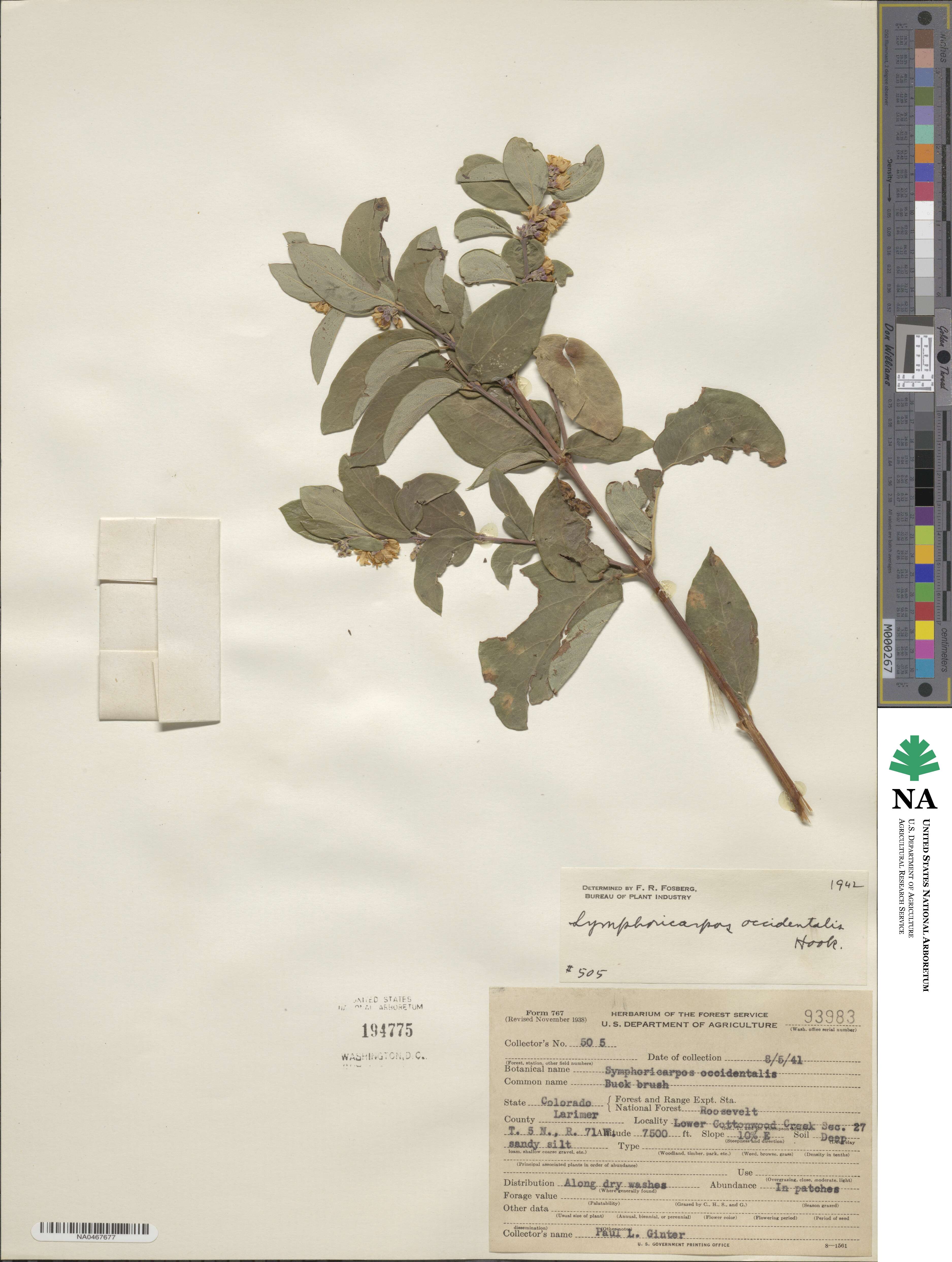 Symphoricarpos occidentalis image