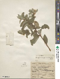 Symphoricarpos occidentalis image