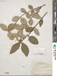 Symphoricarpos occidentalis image