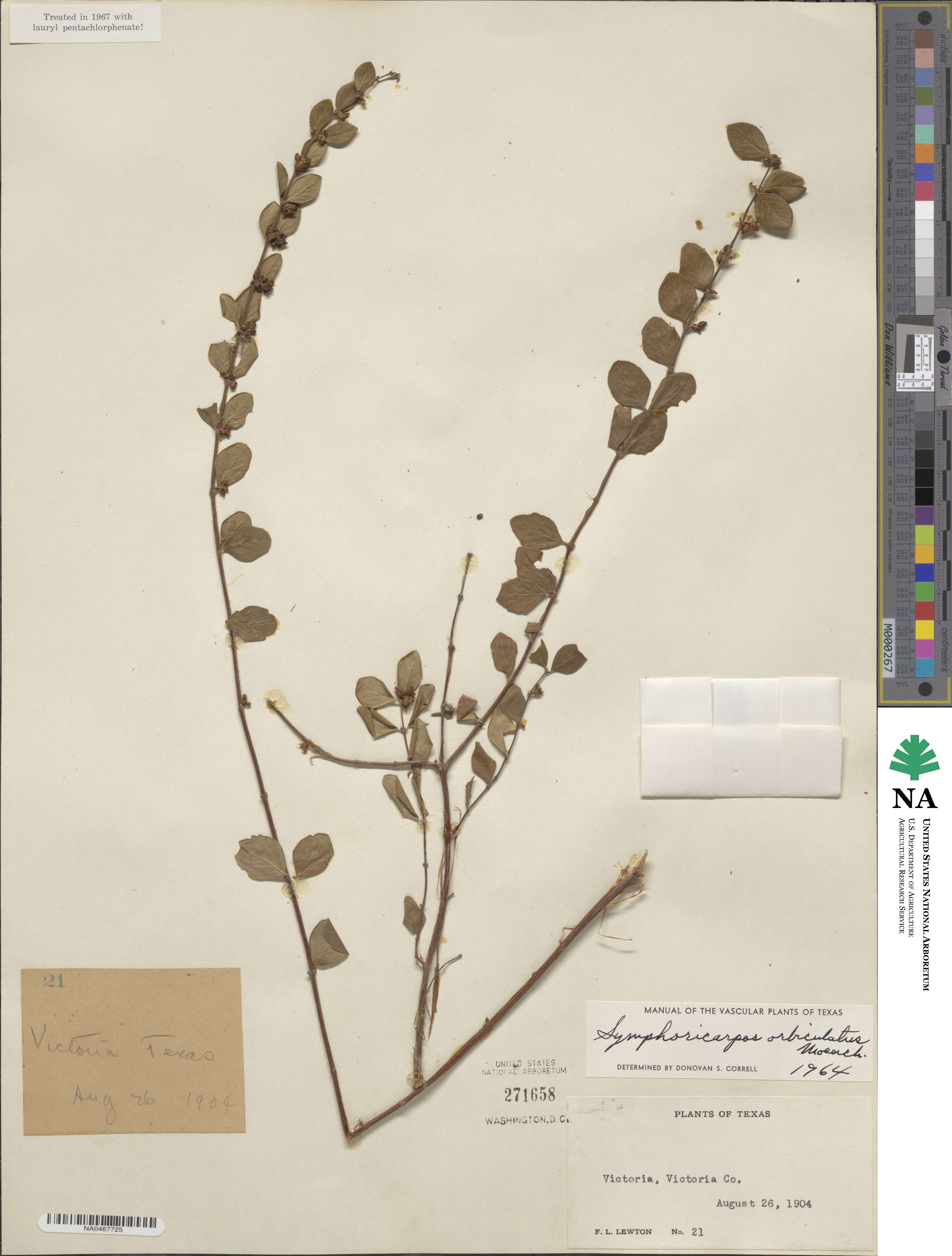 Symphoricarpos orbiculatus image