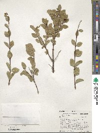 Symphoricarpos oreophilus var. utahensis image