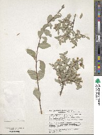 Symphoricarpos oreophilus var. utahensis image