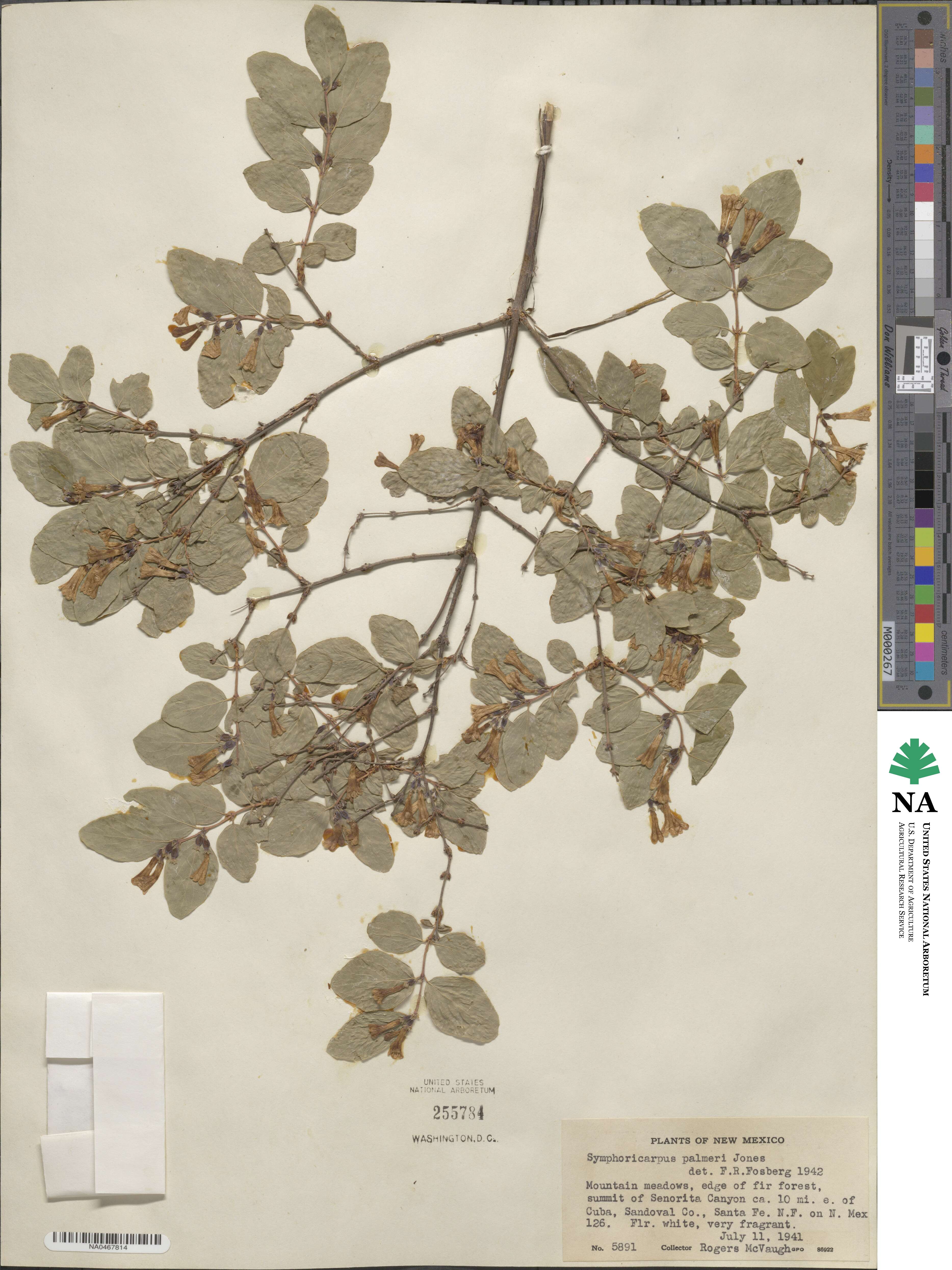 Symphoricarpos palmeri image