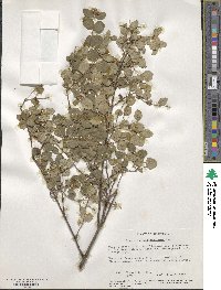 Symphoricarpos albus var. laevigatus image