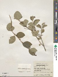 Symphoricarpos albus image