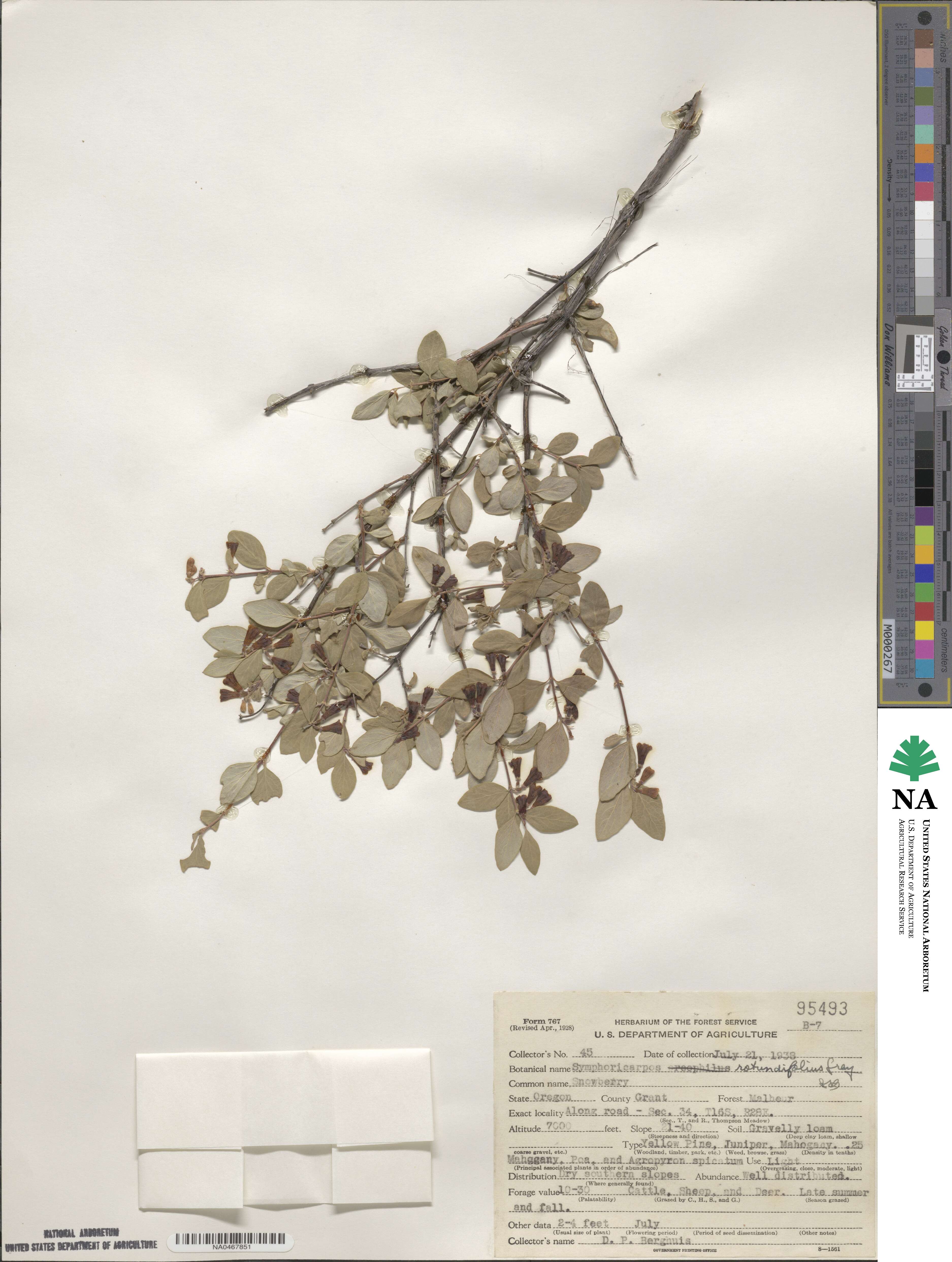 Symphoricarpos rotundifolius image