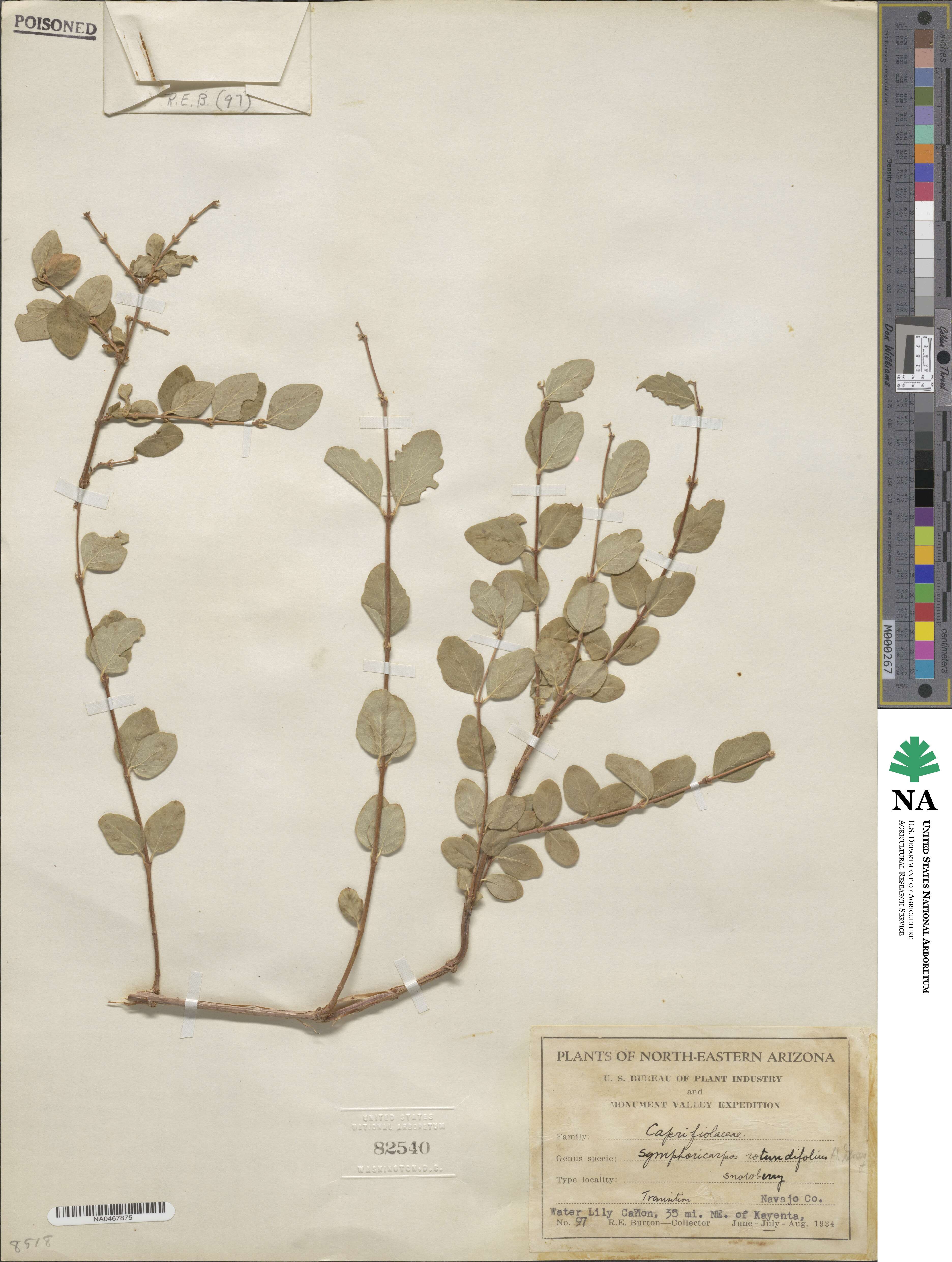 Symphoricarpos rotundifolius image