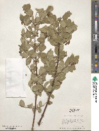 Symphoricarpos oreophilus var. utahensis image