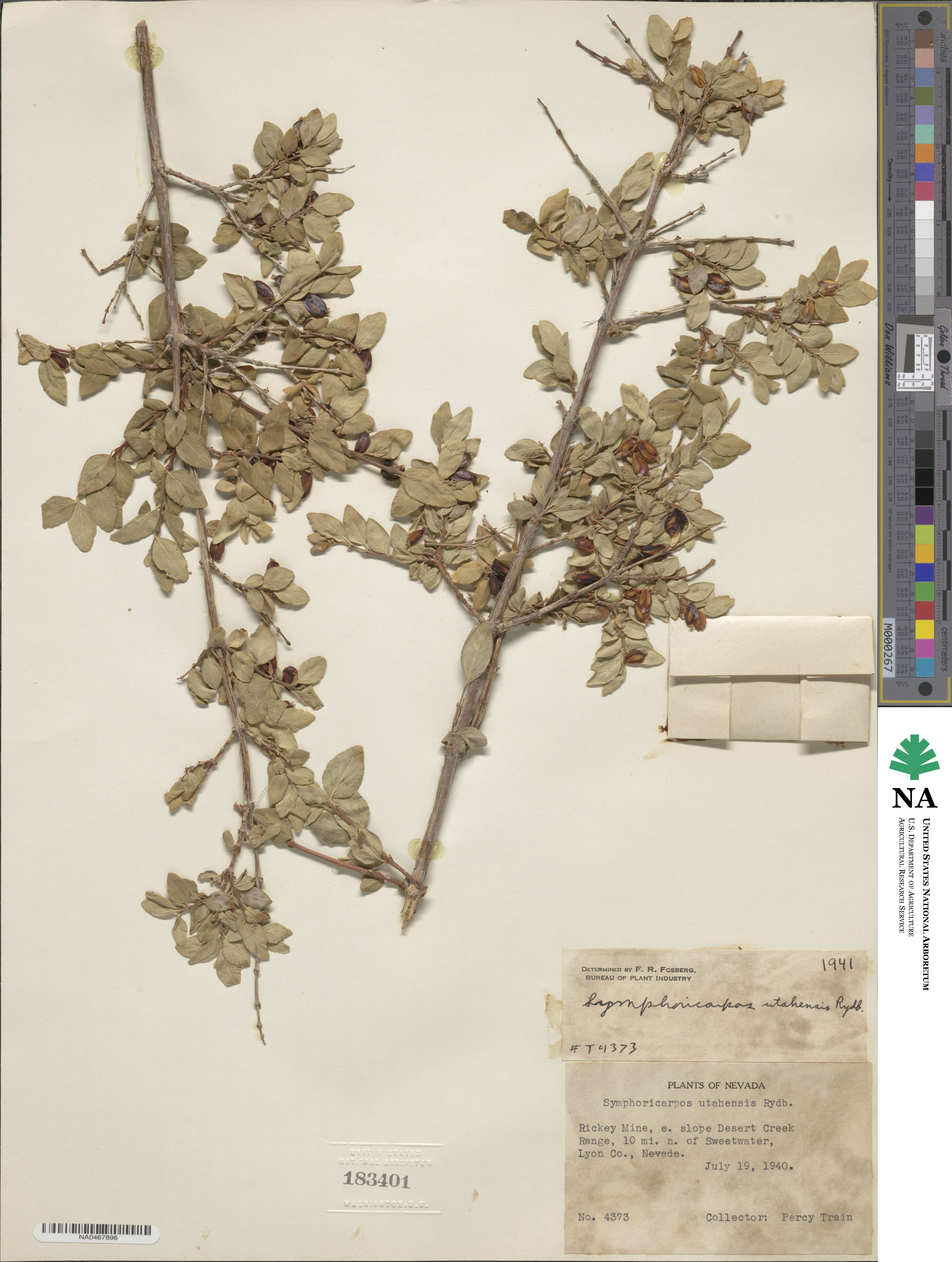 Symphoricarpos image