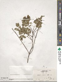 Symphoricarpos oreophilus var. utahensis image