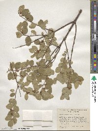 Symphoricarpos oreophilus var. utahensis image