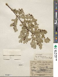 Symphoricarpos oreophilus var. utahensis image