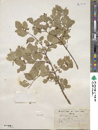 Symphoricarpos oreophilus var. utahensis image