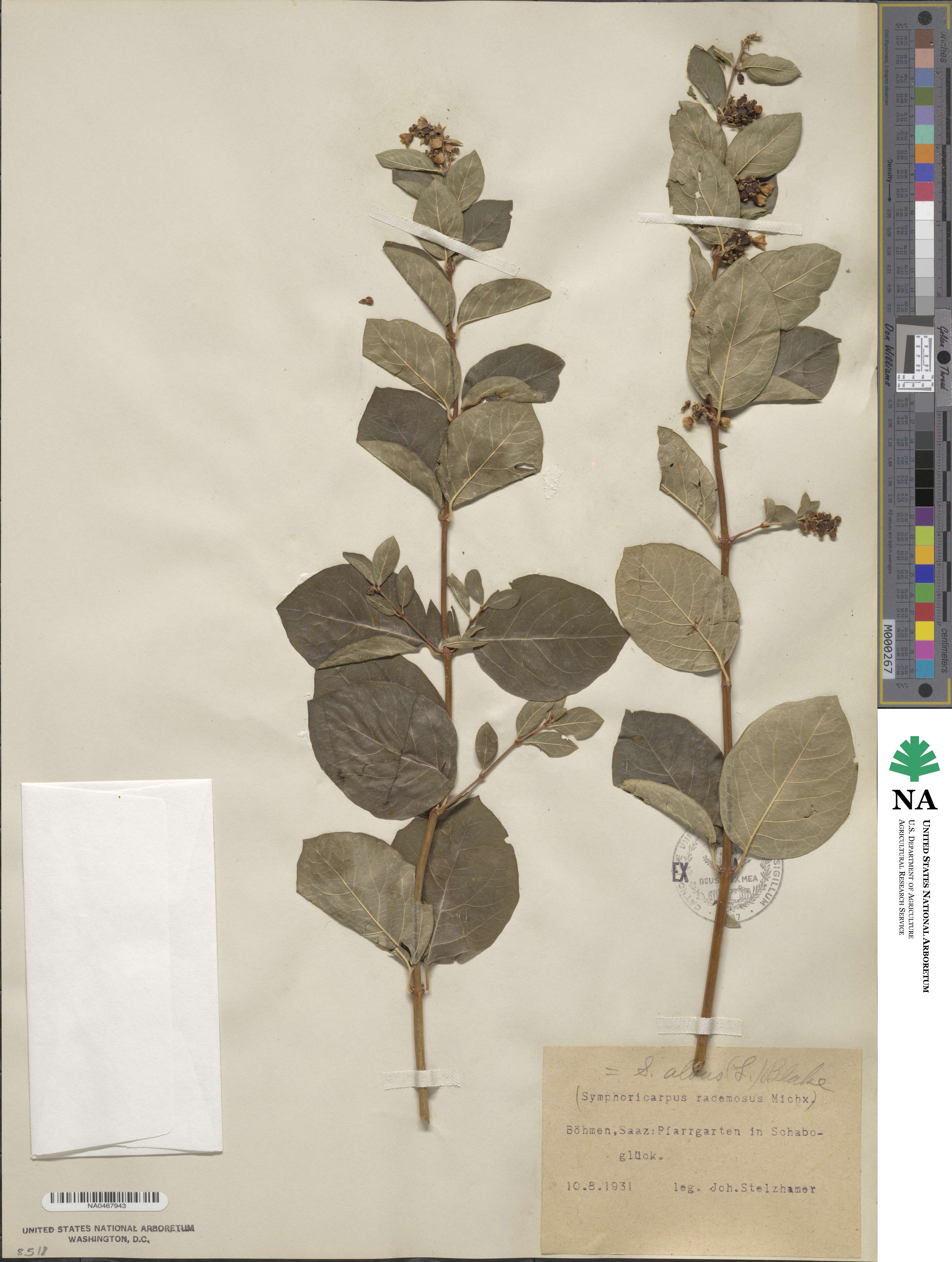 Symphoricarpos albus var. laevigatus image