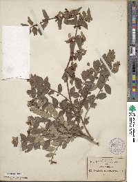 Symphoricarpos microphyllus image