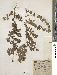 Symphoricarpos microphyllus image