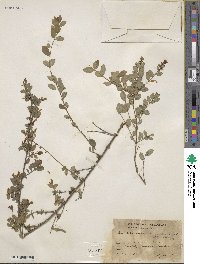 Symphoricarpos microphyllus image