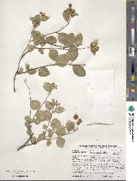 Symphoricarpos albus var. laevigatus image