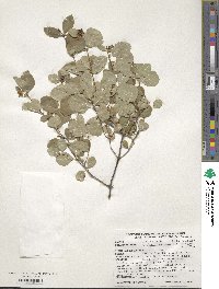 Symphoricarpos albus var. laevigatus image