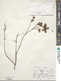 Symphoricarpos albus var. laevigatus image