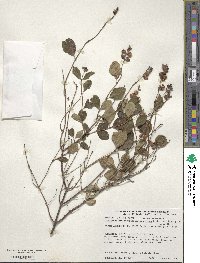 Symphoricarpos albus var. laevigatus image