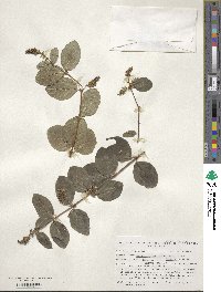 Symphoricarpos albus var. laevigatus image