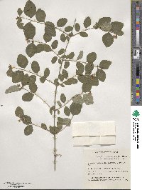 Symphoricarpos albus var. laevigatus image