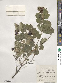 Symphoricarpos albus var. laevigatus image