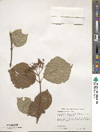 Viburnum dilatatum image