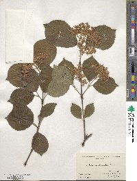 Viburnum dilatatum image