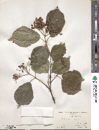 Viburnum dilatatum image