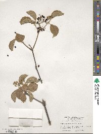 Viburnum dilatatum image