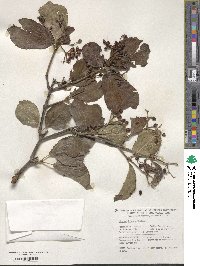 Viburnum dilatatum image