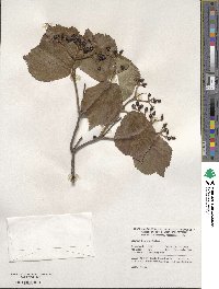 Viburnum dilatatum image