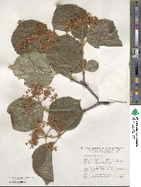 Viburnum dilatatum image