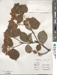 Viburnum dilatatum image