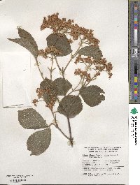 Viburnum dilatatum image