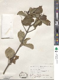 Viburnum dilatatum image