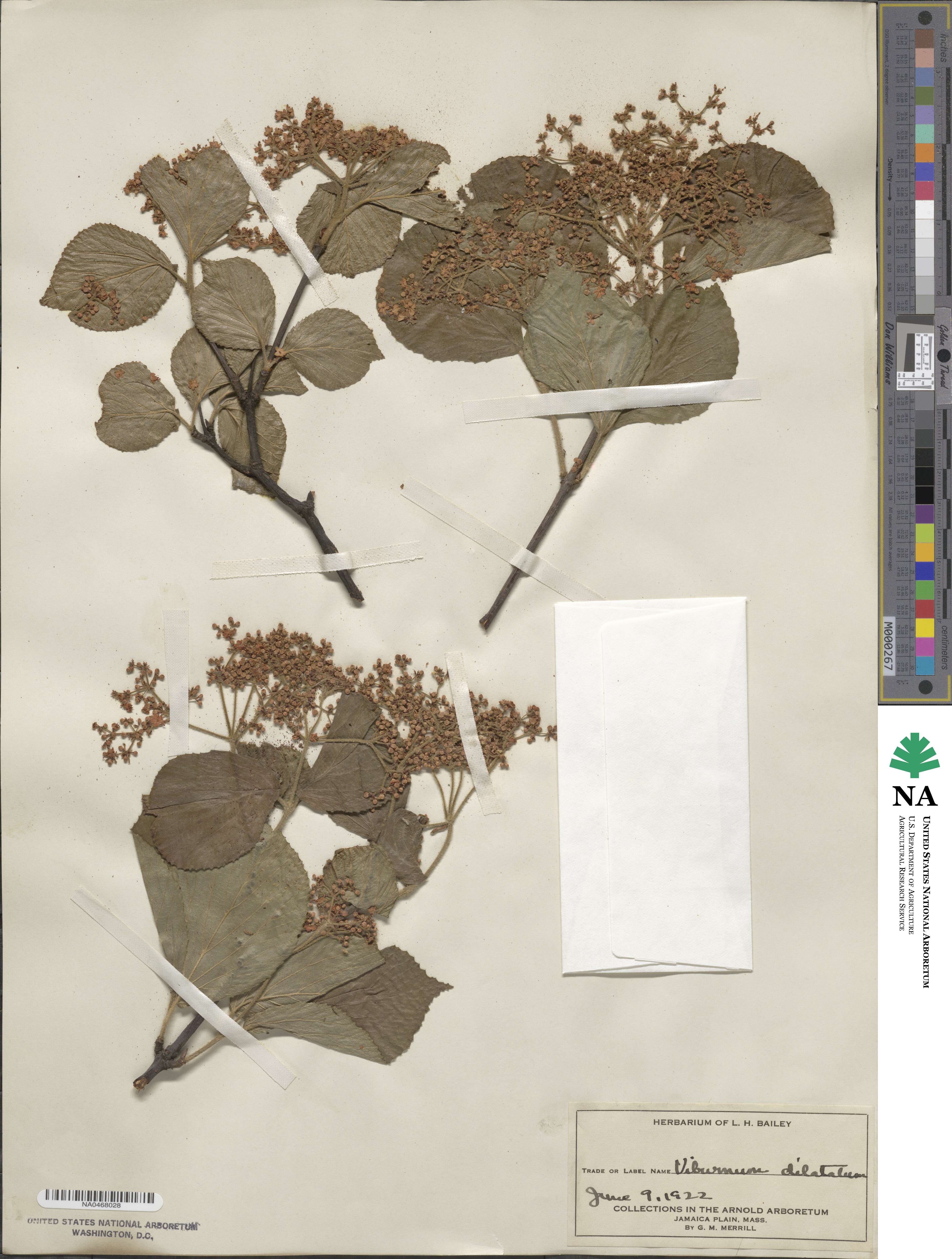 Viburnum dilatatum image