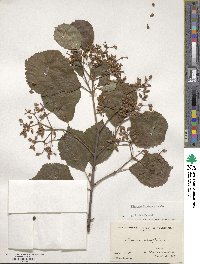 Viburnum dilatatum image