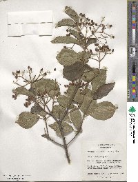 Viburnum dilatatum image