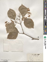 Viburnum dilatatum image