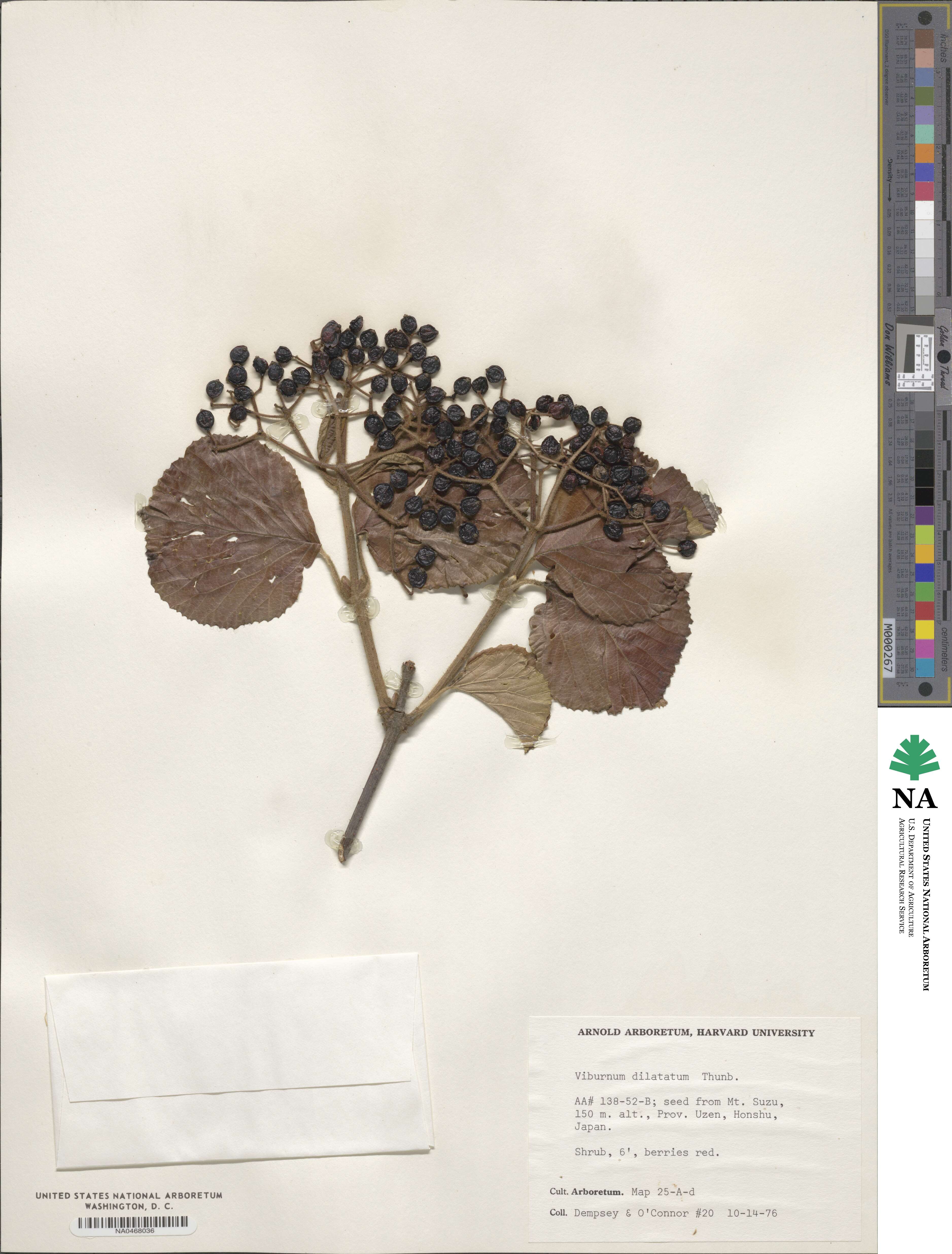 Viburnum dilatatum image