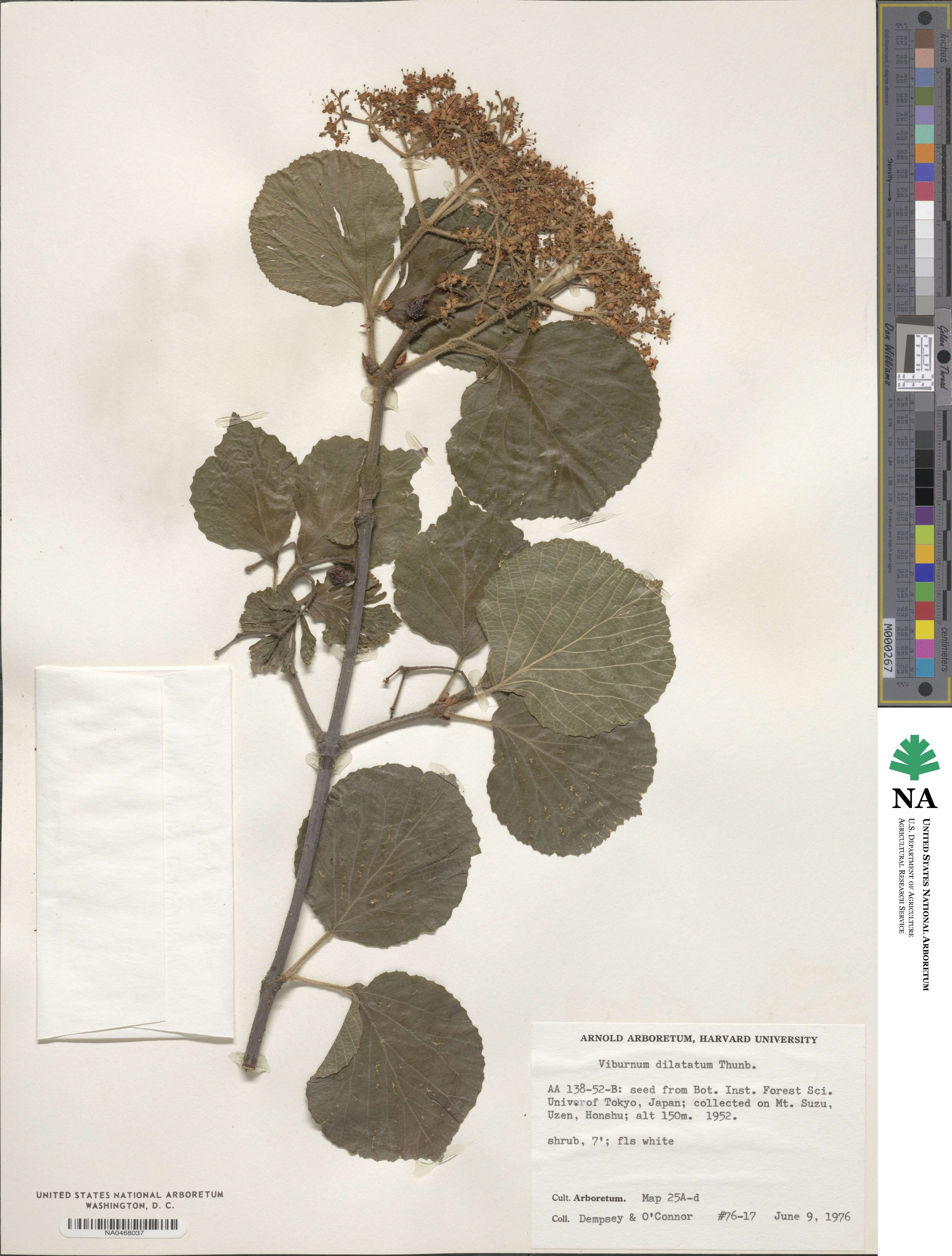 Viburnum dilatatum image
