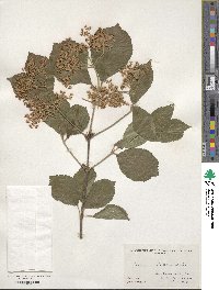 Viburnum dilatatum image